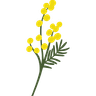 Mimosa